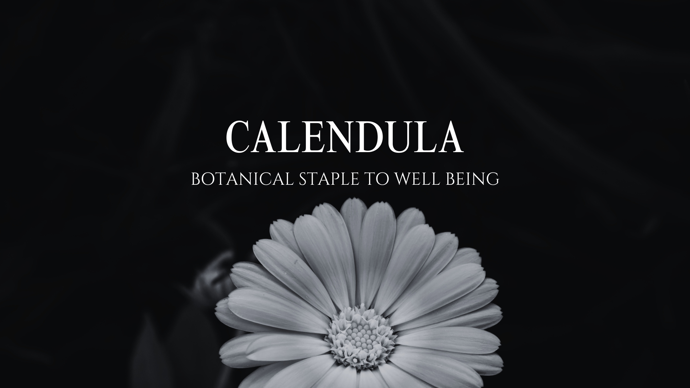 Embracing Calendula: Nature's Gift in Gressa Botanical Formulations
