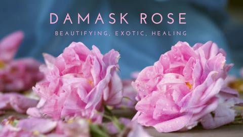 Damask Rose and your skin - Gressa Skin