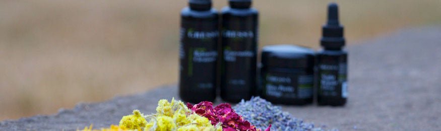 Precious Ingredients: IMMORTELLE - Gressa Skin